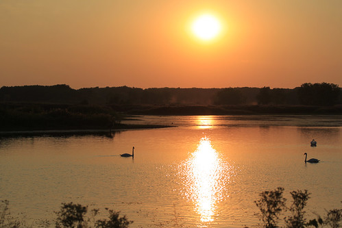sunset summer sunlight water birds swans waterfowl bannermarsh illinoisdepartmentofnaturalresources bannerillinois