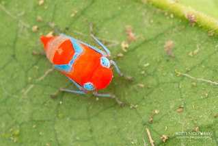 Leafhopper nymph (Cicadellidae) - DSC_2863