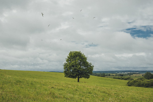 A tree | by lolwho