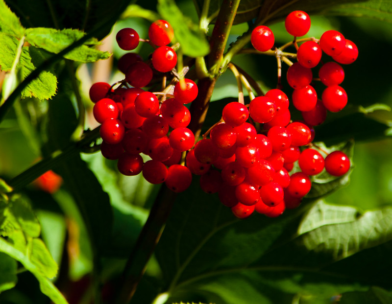 Guelder rose berries
