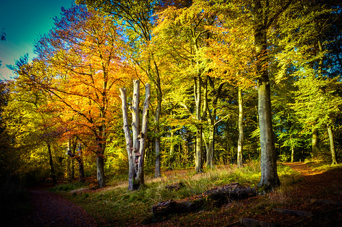 sunshine gold autumncolours trees worsleywoods