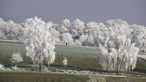 lonely man winter snow cold coldness white trees wonderful bavaria nature landscape nikon d810