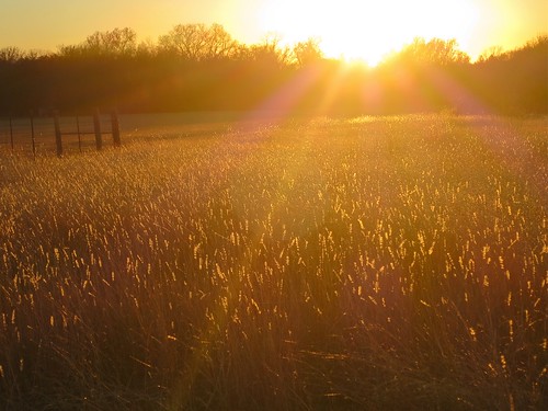 sun grass landscape gold ray texas shine taylor