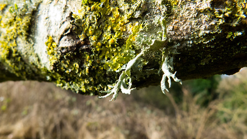 Lichen with forking fruiting bodies