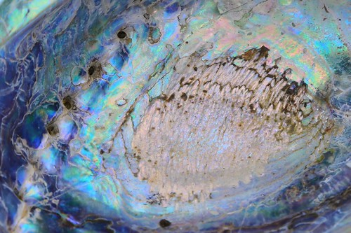 Fragile Rainbow Nature Abstract Abalone Shell Paua Camp Across The Bay Textures Spectacular Land/Sea Scape Kachemak Bay Cook Inlet Kenai Peninsula Alaska North America by In Memoriam Ngaire Hart, northamerica alaska cookinlet kenaipeninusla kachemakbay kasitsnabay homer homerspit moody landscape