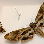 Thu, 03/01/2012 - 12:35pm - Moths