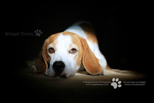 Porthos Beagle | London Pet Photography