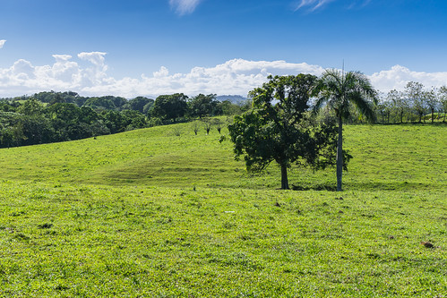 weide pflanzen wolken landschaft lavega palmen karibik hatillo dominikanischerepublik nordamerika cordilleracentral königspalme