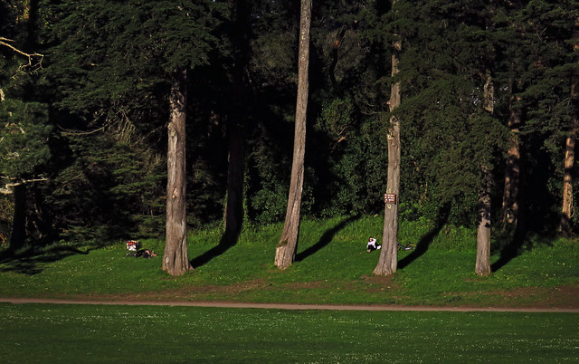 Maite waiting at the trees; Big Rec Baseball Diamond in Golden Gate Park, San Francisco (2015)