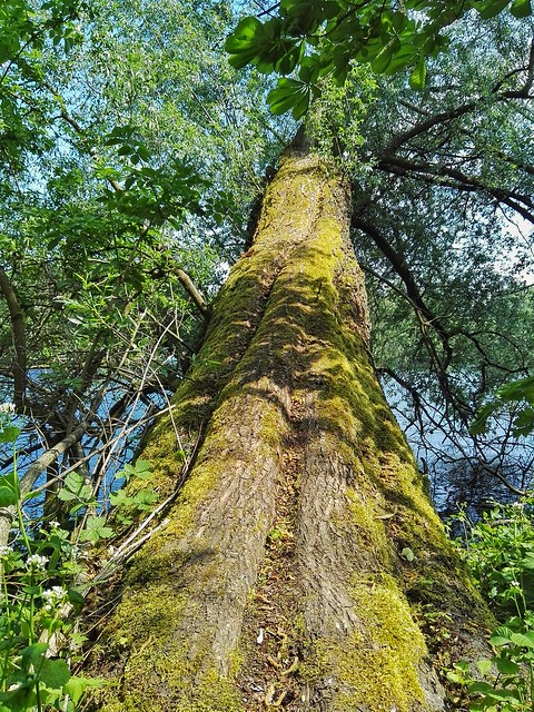 Baum Tree