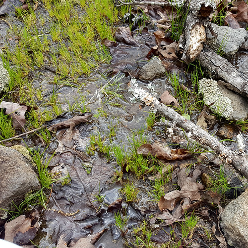 water habitat glade bulrush ephemeralpool cyperaceae isolepis isolepispseudosetacea