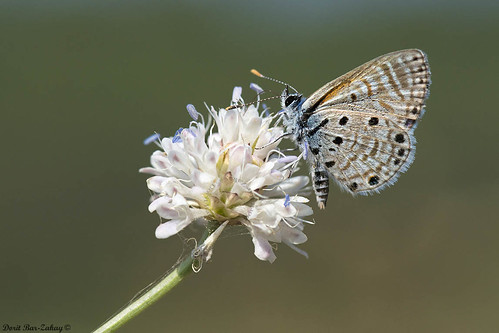 animals butterfly israel wing butterflies insects il azanusjesous africanbabulblue kibbutztalshahar