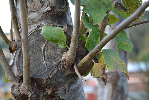 DSC_0127 | by Gustavo AMJ.
