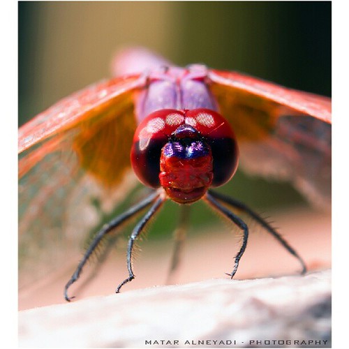 #تصويري #العين #الإمارات #دبي  #أبوظبي #تصوير #photo #نيكون #NIKON #photography #photograper #كاميرا #صوره #dubai #uae #love #عدستي         #like #instagram #ff #love #ماكرو #alain #ff #dxb #followme #follow #m6ralneyadi #مطر_النيادي #فوتوغرافي #مصور #مصو | by matar_alneyadi