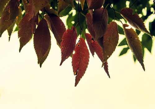 Fall...... | by Photography by JS