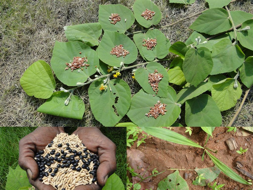 Officinalis Rice Indigenous Medicinal Rice Formulations for Diabetes and Ca… | Flickr