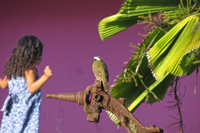 Costa Rica  pájarito