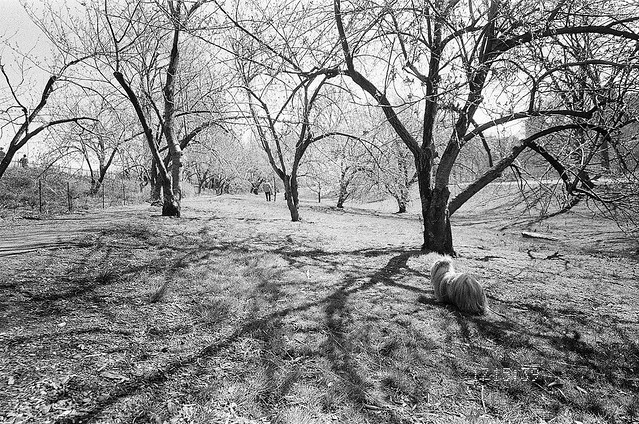 cherry trees, central park