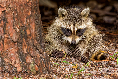 baby florida westpalmbeach kit raccoon juvenile procyonlotor okeeheeleepark sigma500mm northamericanraccoon pentaxk3