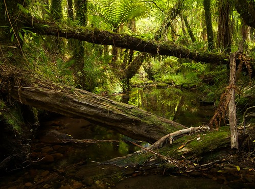 newzealand tree green stream hiking fallentree kaimairange northsouthtrack