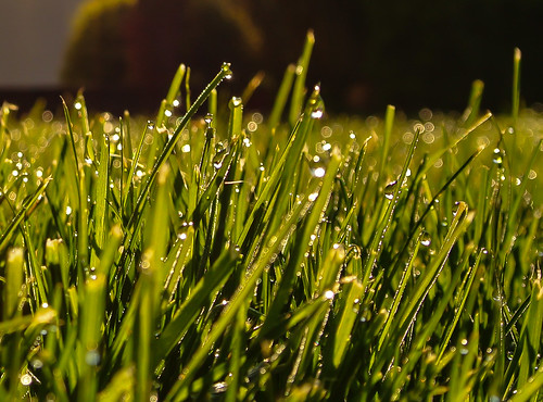morning macro green grass dewdrops dew gras tau grün kati morgen tautropfen nikon1v1