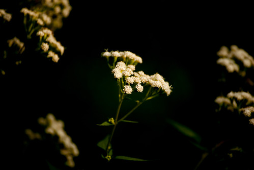 White Flower - Wapp Creek Greenway