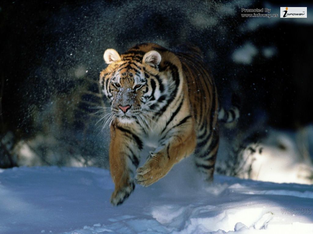 tiger wallpaper hd | tiger wallpaper hd | Matthew Smith | Flickr