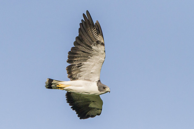 White-tailed hawk - 8608