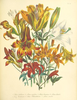 Image taken from page 379 of 'The ladies' flower garden of ornamental bulbous plants'