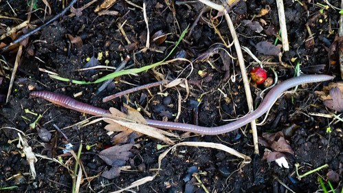 Earthworm stretching
