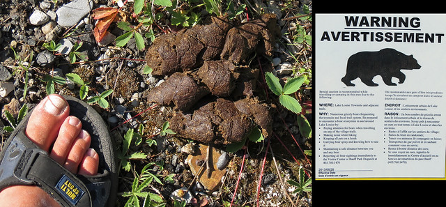 20130703_2k Grizzly bear turd? It was big and hairy... :B | Lake Louise Village, Banff National Park, Alberta, Canada