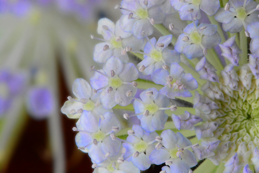 ﾌﾞﾙｰﾚｰｽﾌﾗﾜｰ雄蕊 Blue Lace Flower Stamens 雄しべが先に伸びてきます 和名 J Flickr