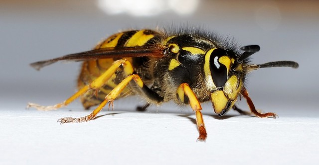 Wasp in my Bathroom (1)