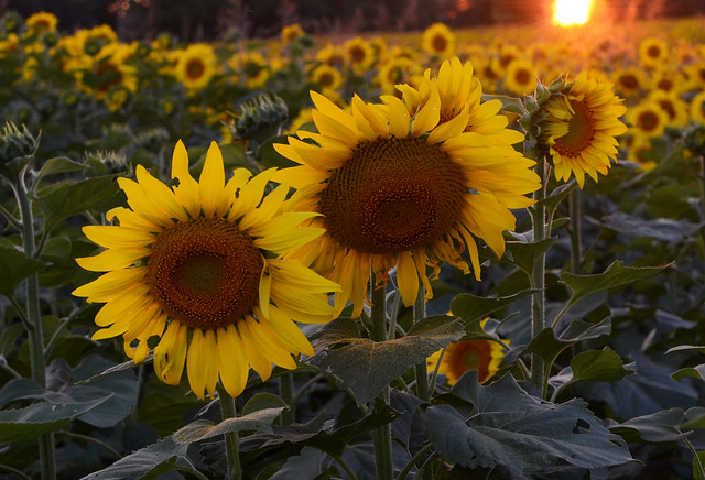 Sunflowers at sundown