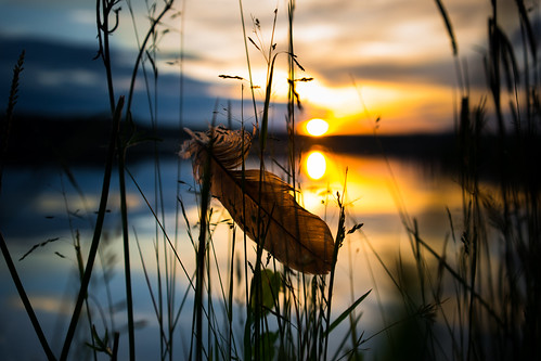 feather feder reflection reflexion sunset kurort bad saarow grass day night lake see scharmützelsee clouds bokeh dof hq 4k sony a7rm2