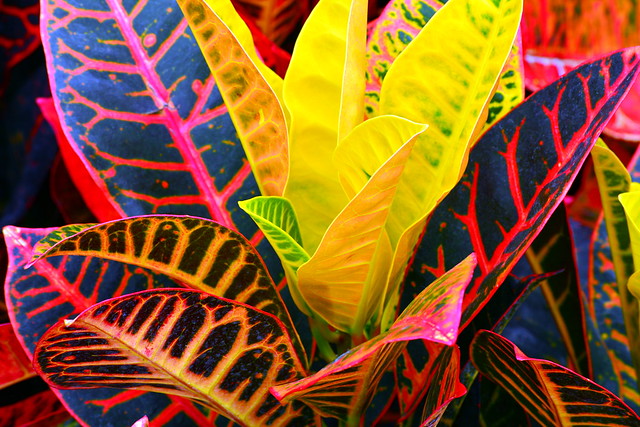 Leaves of Many Colors