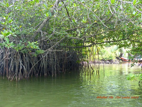 lake lago srilanka manglar maduganga