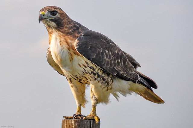 Rockbottom Farm - Young Red Tailed Hawk