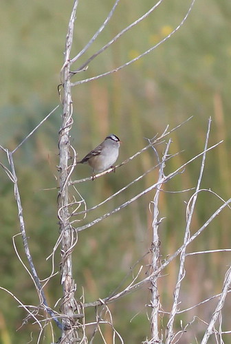 bird texas whitecrownedsparrow zonotrichialeucophrysleucophrys easternwhitecrownedsparrow