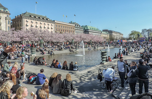 Cherry blossom, Kungsträdgården, Stockholm