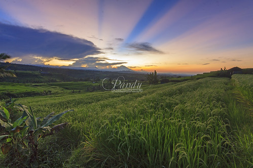 bali field sunrise landscape photography tour rice mount guide jatiluwih tabanan baliphotography balitravelphotography baliphotographytour baliphotographyguide