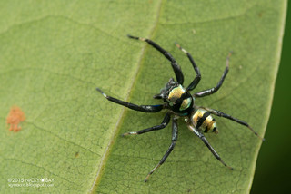 Jumping spider (Phintella sp.) - ESC_0238