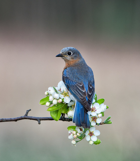 F. Bluebird
