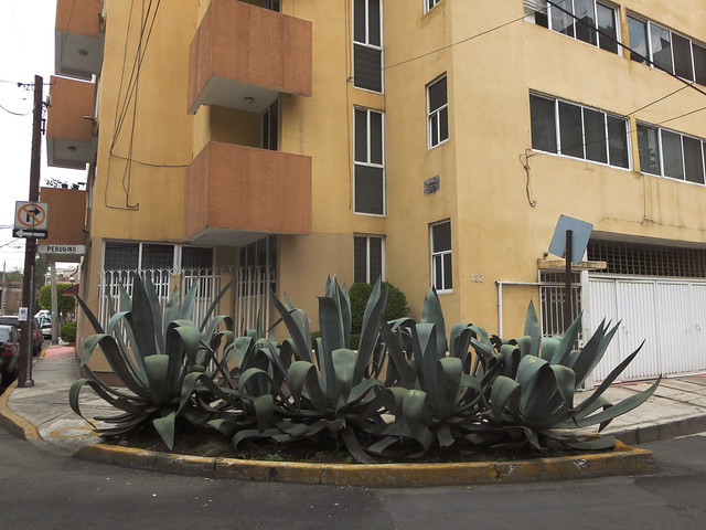 agave en distrito federal, mexico (2013)