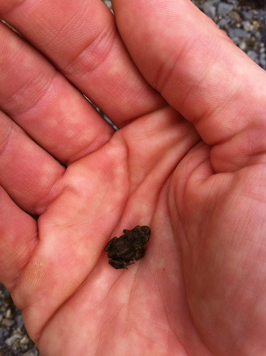 Baby toad found whilst walking my dog up the cwm in Dolwyddelan | by zxious