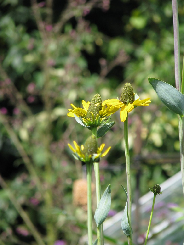 rudbeckia-maxima-peganum-flickr