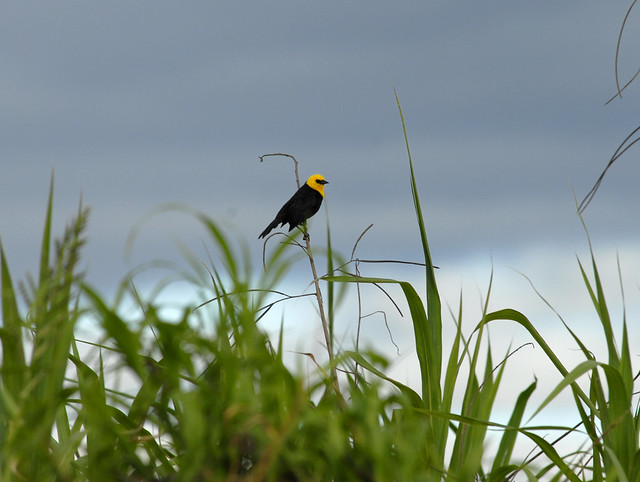 Yellow-hooded Blackbird (Agelaius icterocephalus)