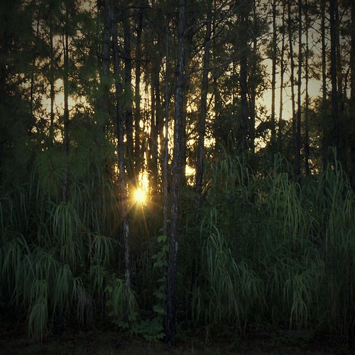 trees sunrise woods rays
