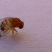 Flickr photo 'Drosophila suzukii' by: John Tann.