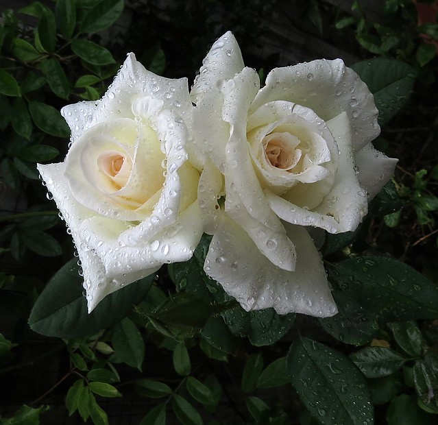 White roses,  Hybrid Tea - John F Kennedy